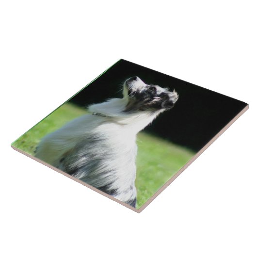 Australian Shepherd Tegeltje (Zijkant)