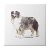 Australian Shepherd Tegeltje (Voorkant)