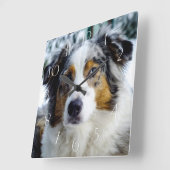 Australian Shepherd Vierkante Klok (Hoek)