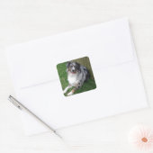 Australian Shepherd Vierkante Sticker (Envelop)