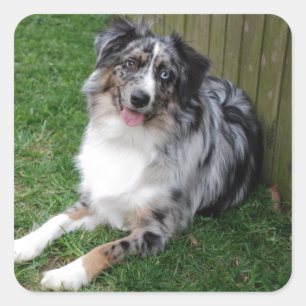 Australian Shepherd Vierkante Sticker
