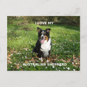 australian-shepherd-zwarte tri-liefde met pic briefkaart