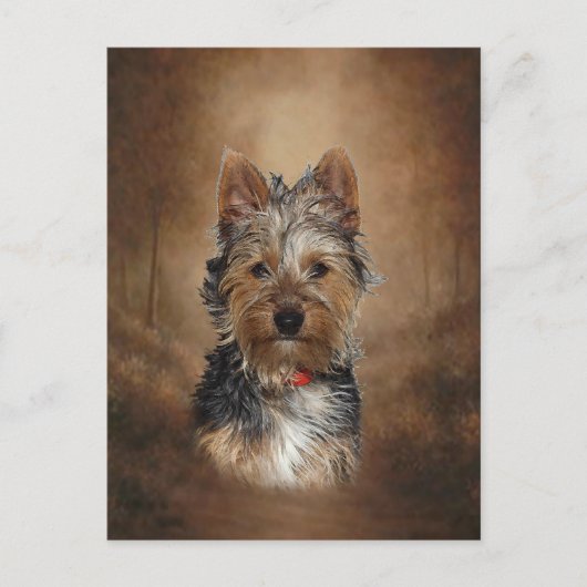 Australian Silky Terrier Briefkaart (Voorkant)
