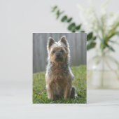 Australian Silky Terrier Briefkaart (Staand voorkant)
