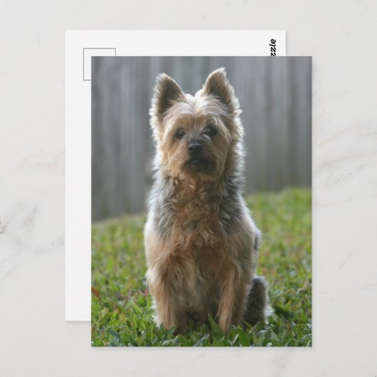 Australian Silky Terrier Briefkaart (Voorkant / Achterkant)
