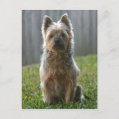 Australian Silky Terrier Briefkaart (Voorkant)
