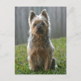 Australian Silky Terrier Briefkaart