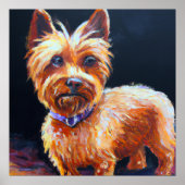 Australian Silky Terrier - Dog Portrait Poster (Voorkant)