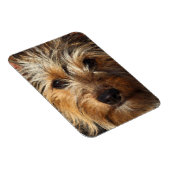 Australian Silky Terrier Magneet (Rechterzijde)