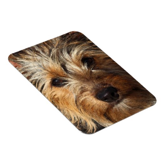 Australian Silky Terrier Magneet (Rechterzijde)