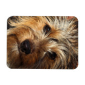 Australian Silky Terrier Magneet (Horizontaal)