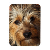 Australian Silky Terrier Magneet (Verticaal)