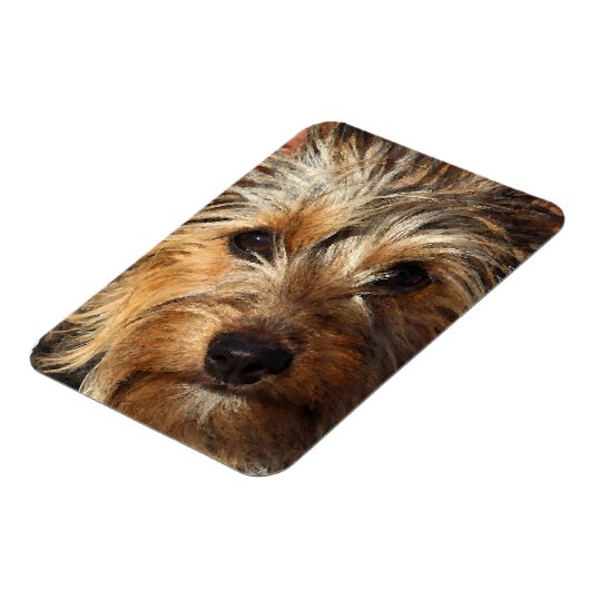 Australian Silky Terrier Magneet (Linkerzijde)