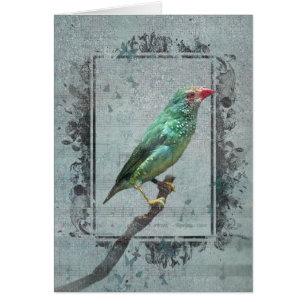 Australian Star Finch over muziek