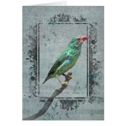 Australian Star Finch over muziek (Voorkant)