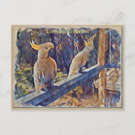 Australian Sulfur Crested Cockato Briefkaart