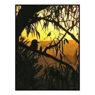 Australian Sunset Kookaburra Silhouette Foto Foto Afdruk