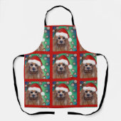 AUSTRALIAN TERRIËR SCHORT (Voorkant)