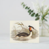 Australian Tippet Grabe van Elizabeth Gould Briefkaart (Staand voorkant)