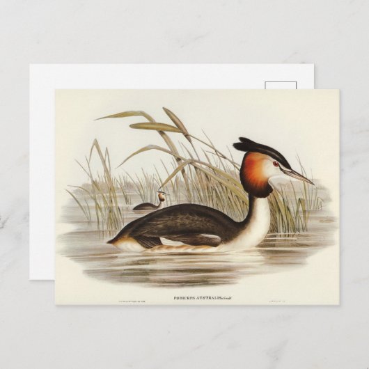 Australian Tippet Grabe van Elizabeth Gould Briefkaart (Voorkant / Achterkant)