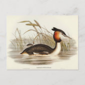 Australian Tippet Grabe van Elizabeth Gould Briefkaart (Voorkant)