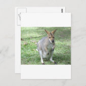 Australian Wallaby Briefkaart (Voorkant / Achterkant)