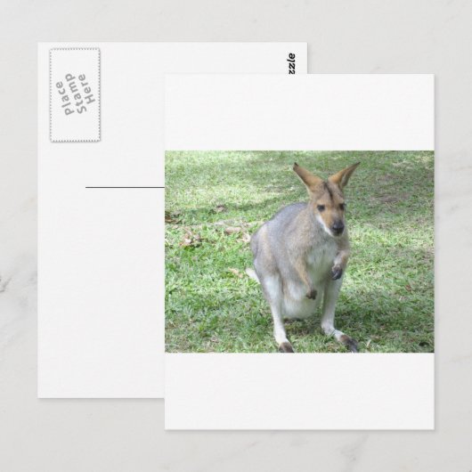 Australian Wallaby Briefkaart (Voorkant / Achterkant)