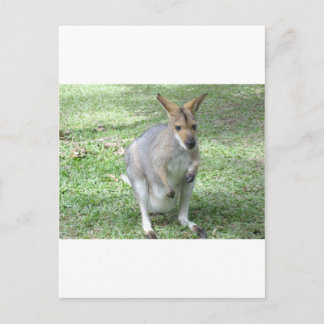 Australian Wallaby Briefkaart