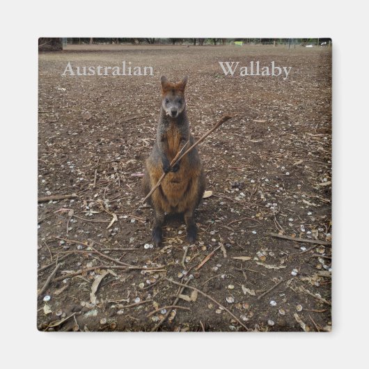 Australian Wallaby Eating Sticks, Fridge Magnet (Voorkant)
