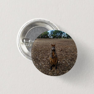 Australian Wallaby Holding A Stick Ronde Button 3,2 Cm