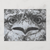 Australian Wildlife, Nature's Curmudgeon, Animal Briefkaart (Voorkant)