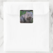 Australian Wombat Background Vierkante Sticker (Tas)