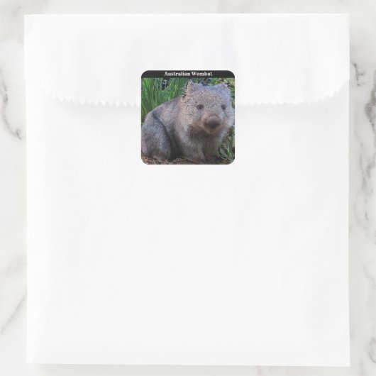 Australian Wombat Background Vierkante Sticker (Tas)