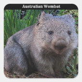 Australian Wombat Background Vierkante Sticker (Voorkant)