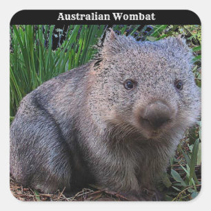 Australian Wombat Background Vierkante Sticker