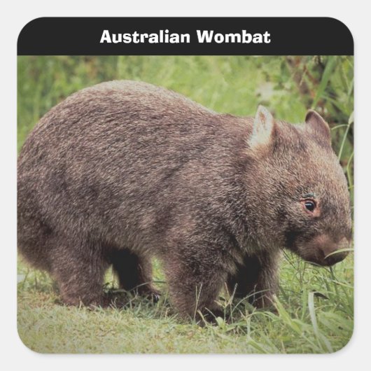 Australian Wombat Background Vierkante Sticker (Voorkant)
