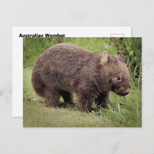 Australian Wombat Briefkaart (Voorkant / Achterkant)