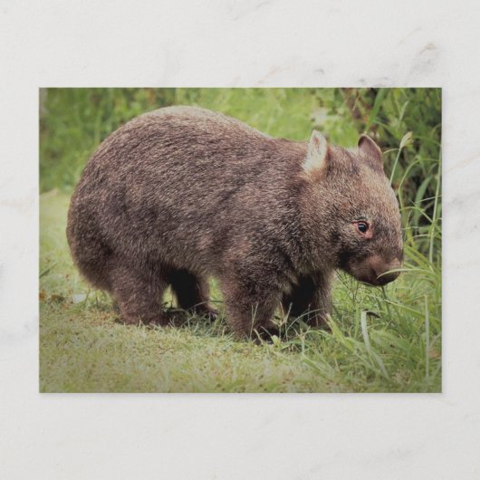 Australian Wombat Briefkaart (Voorkant)