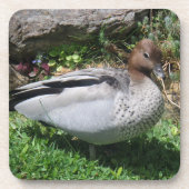 Australian Wood Duck in Tranquil Garden Bier Onderzetter (Voorkant)
