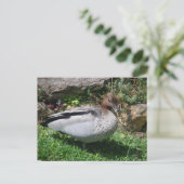Australian Wood Duck in Tranquil Garden Briefkaart (Staand voorkant)