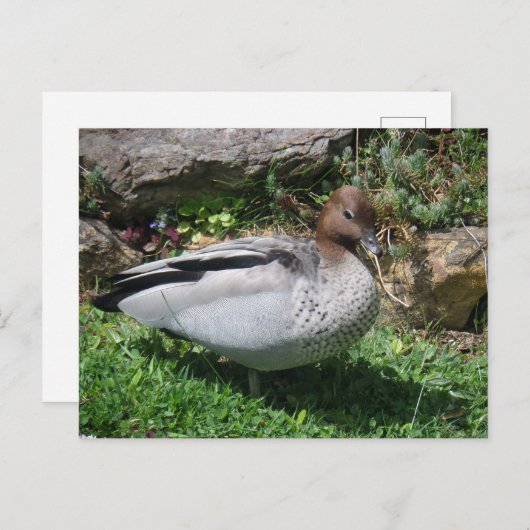 Australian Wood Duck in Tranquil Garden Briefkaart (Voorkant / Achterkant)
