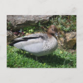 Australian Wood Duck in Tranquil Garden Briefkaart (Voorkant)