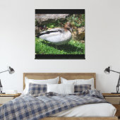 Australian Wood Duck in Tranquil Garden Canvas Afdruk (Insitu (Slaapkamer))