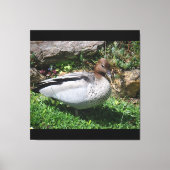 Australian Wood Duck in Tranquil Garden Canvas Afdruk (Voorkant)