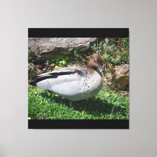 Australian Wood Duck in Tranquil Garden Canvas Afdruk (Voorkant)