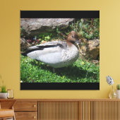 Australian Wood Duck in Tranquil Garden Canvas Afdruk (Insitu (Woonkamer))