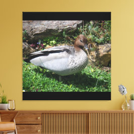 Australian Wood Duck in Tranquil Garden Canvas Afdruk