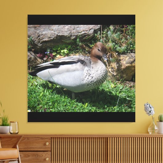 Australian Wood Duck in Tranquil Garden Canvas Afdruk (Insitu (Woonkamer))