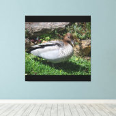 Australian Wood Duck in Tranquil Garden Canvas Afdruk (Insitu (Houten vloer))