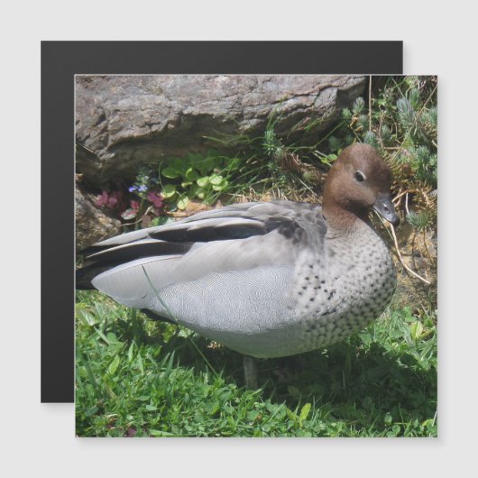 Australian Wood Duck in Tranquil Garden Magnet (Voorkant / Achterkant)